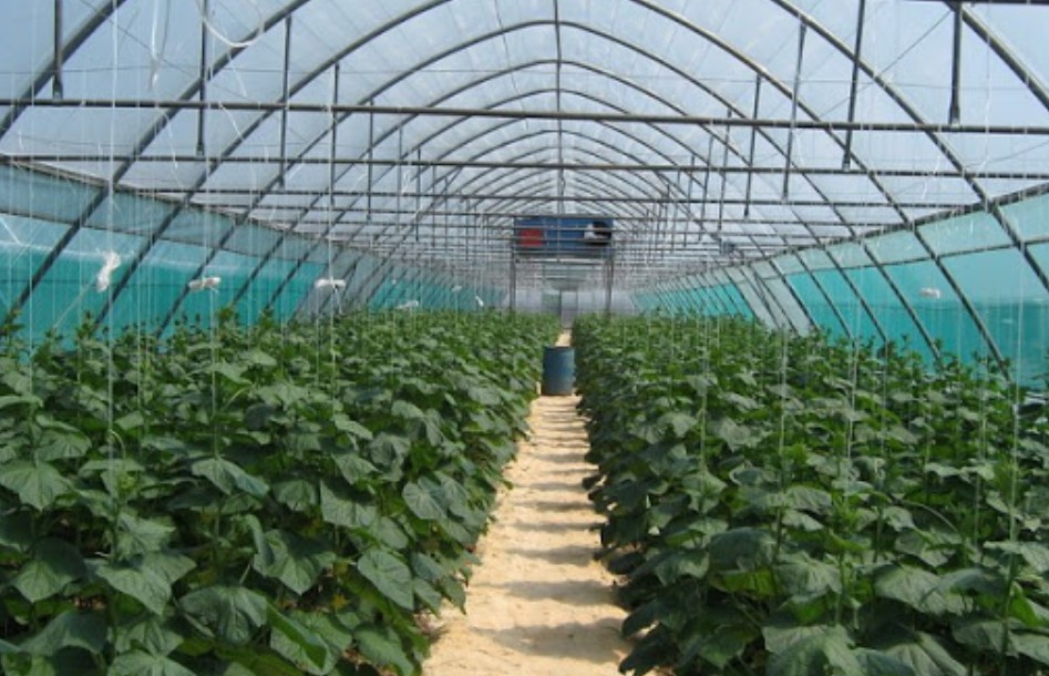 Тепличное хозяйство