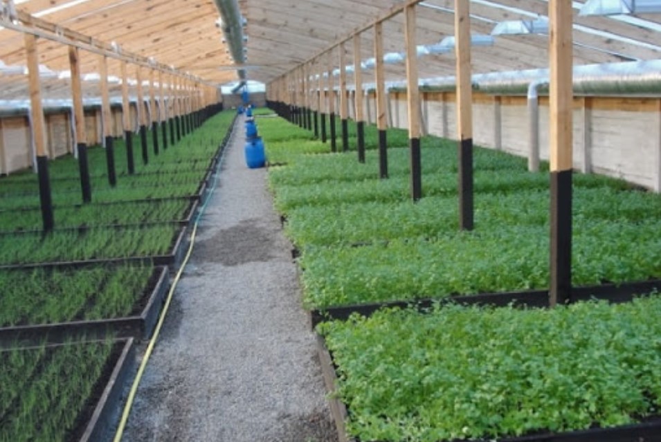 Тепличное хозяйство