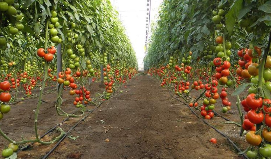 Тепличное хозяйство