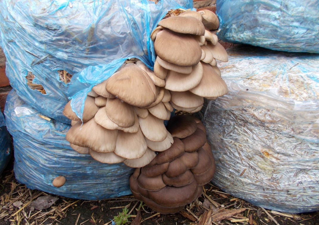 Открытие бизнеса на выращивании вешенок