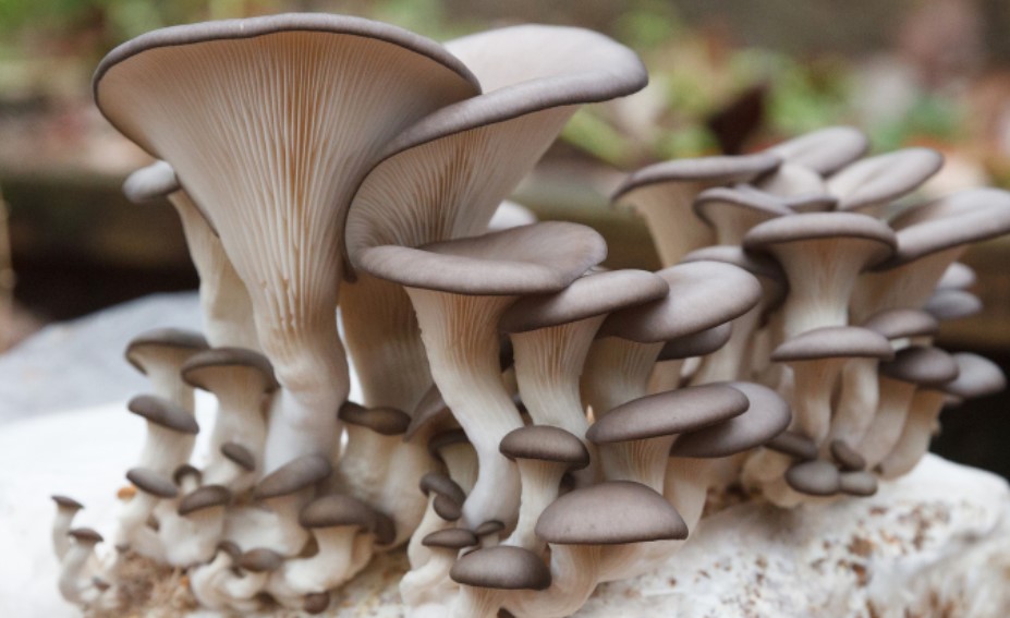 Открытие бизнеса на выращивании вешенок