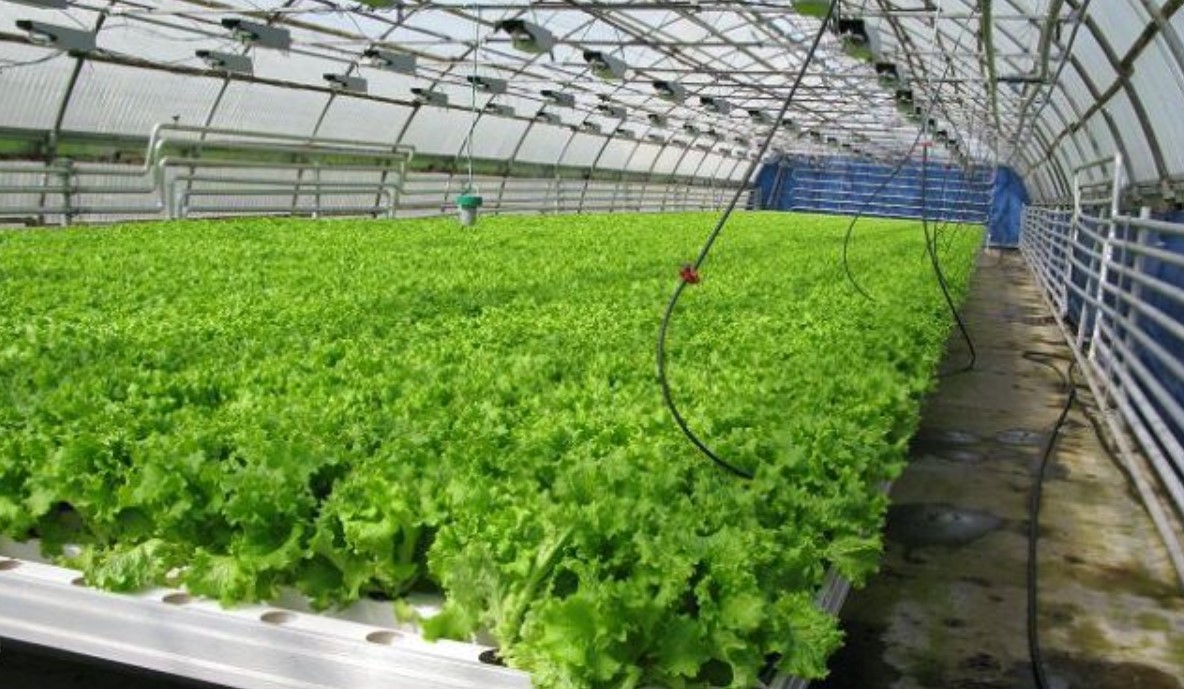 Открытие бизнеса на выращивании зелени