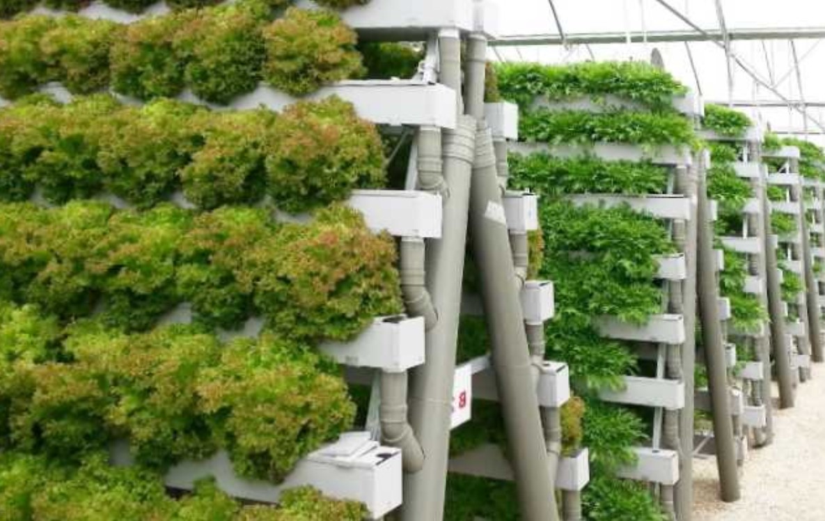 Открытие бизнеса на выращивании зелени