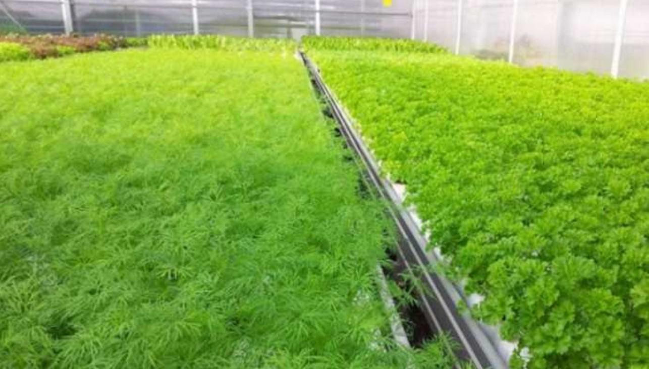 Открытие бизнеса на выращивании зелени